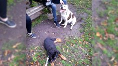 Un chiot aveugle trouvé errant sans but dans le parc Hyde Park, à Londres, trouve un foyer pour la vie
