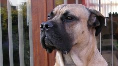 Une association appelle à l’aide pour le chien Narco, 3 ans, condamné par un cancer généralisé