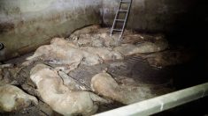 L214 publie des images de cochons en putréfaction dans une porcherie abandonnée près de Saint-Brieuc