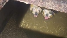 Deux chiens en fuite, coincés jusqu’au cou dans une fosse septique, sont sauvés en un rien de temps