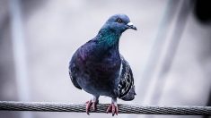 Australie : Un pigeon américain va être euthanasié pour avoir enfreint les règles de la quarantaine
