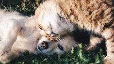 Animaux de compagnie : l’Assemblée nationale interdit la vente des chiens et chats en animalerie