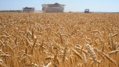 Céréales, oléagineux: 2021, année du « réveil » des matières premières agricoles