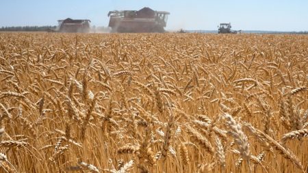 Céréales, oléagineux: 2021, année du « réveil » des matières premières agricoles