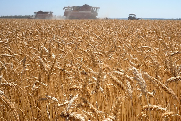 -Illustration-Un champ de blé est photographié le 12 juillet 2020. Photo de Kirill Kudryatvsev / AFP via Getty Images.