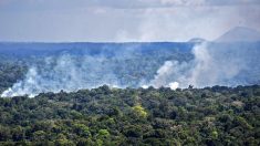 Brésil: les incendies de forêt au plus haut en dix ans