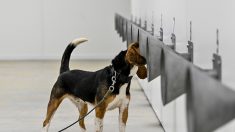 France: des chiens formés pour traquer le Covid avec la sueur humaine