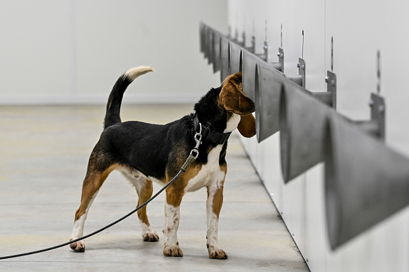 -L’entraînement des chiens de détection de la corona, le mercredi 16 décembre 2020. Photo Dirk Waem / Belga Mag / AFP via Getty Images.