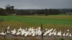 Grippe aviaire : 40 nouveaux foyers confirmés, principalement dans les Landes