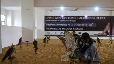Pakistan: le trafic de faucons alimenté par la demande des pays du Golfe
