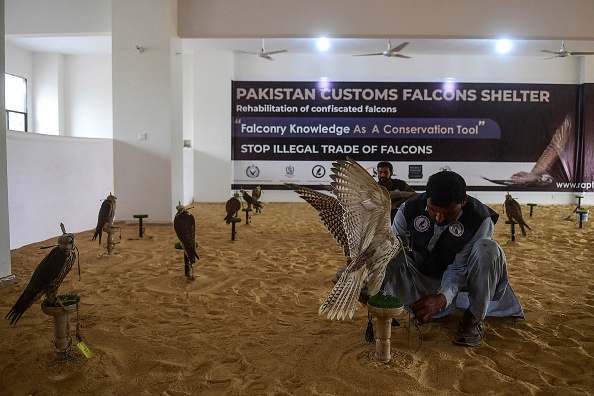 -Depuis qu'il a appris à capturer des oiseaux à l'adolescence, Muhammad Rafiq a amassé une petite fortune au Pakistan, vendant les faucons aux riches Arabes du Golfe. Photo par Asif HASSAN / AFP via Getty Images.