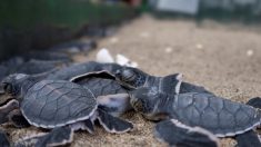 Des petites tortues s’élancent vers la liberté sur une plage d’Indonésie