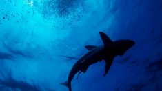 Filets anti-requins: des « mailles de la mort » pour protéger les Sud-Africains