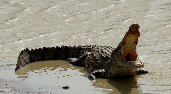 -Illustration- Un crocodile prend un bain de soleil au bord d'une rivière dans un parc national. Photo Ishara S.Kodikara / AFP / Getty Images.