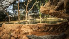 Drôme : Eleanor, la crocodile des égouts de Paris, a rejoint la Ferme aux crocodiles
