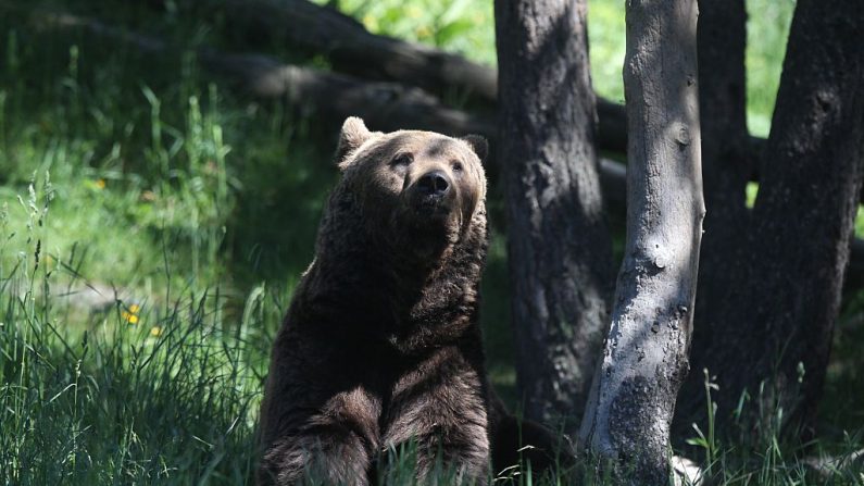 Un ours brun du parc animalier des Angles, France, en 2015. (crédit photo RAYMOND ROIG/AFP via Getty Images)