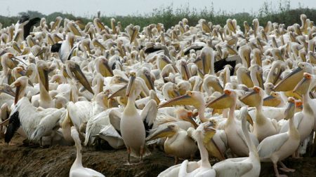 Sénégal: un grand parc ornithologique fermé au public après la mort de 750 pélicans