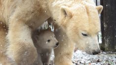 Naissance exceptionnelle d’un ourson polaire au zoo de Mulhouse