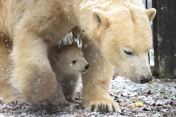 Un ourson polaire avec sa mère, Sessi, le 10 février 2017 au zoo de Mulhouse. L'ourson est né le 7 novembre 2016. (Photo : SEBASTIEN BOZON/AFP via Getty Images)