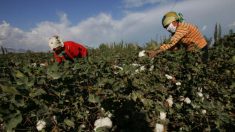 Travail forcé des Ouïghours: l’industrie textile peine à montrer patte blanche
