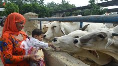 Inde: un méga test de « connaissances » en ligne dédié à la vache