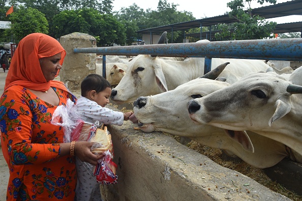 -Le 23 juillet 2017, une fidèle indienne et son fils nourrissent les vaches au refuge pour vaches à New Delhi. Photo Dominique Faget/AFP via Getty Images.