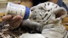 Nicaragua : une petite tigresse blanche a vu le jour dans un zoo, une espèce rare et menacée