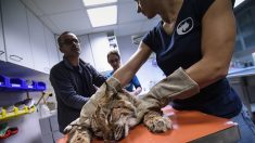 Découverte d’un lynx tué dans le massif jurassien, le directeur du centre de sauvetage de la faune sauvage Athénas en colère