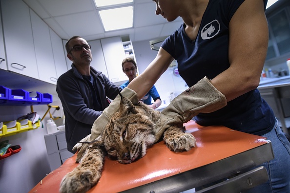 Des membres du centre Athenas, un site de préservation de la faune, et un vétérinaire examinent un lynx blessé le 11 janvier 2018 à Lons-le-Saunier.       (SEBASTIEN BOZON/AFP via Getty Images)