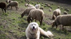 Gard : une éleveuse de moutons retrouve sa femelle patou criblée de balles à Sommières