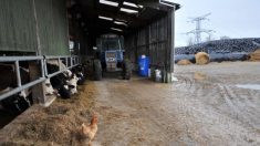 Mortalité dans les élevages : nuisances électriques et électromagnétiques incriminées