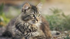 Abandons d’animaux : l’identification des chats nés après 2012 est obligatoire