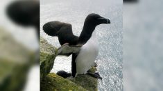 Corse : un Pingouin Torda aperçu dans le vieux port de Bastia