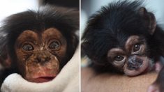 Un bébé chimpanzé orphelin se rétablit après être tombé d’un arbre lorsque sa mère a été tuée par des braconniers