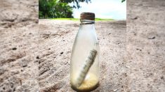 Un écologiste trouve un message dans une bouteille sur une plage après un parcours de 4000 km, et rencontre l’expéditeur
