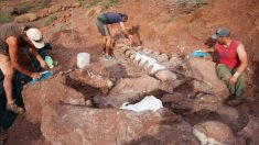 Des paléontologues exhument un fossile de dinosaure géant qui pourrait appartenir à la plus grande créature terrestre jamais connue