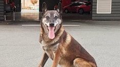 Gironde : appel pour retrouver Elan un chien pompier spécialisé