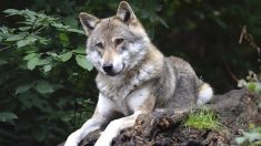 Un loup aperçu en Vendée, le premier depuis plus d’un siècle dans le département