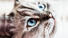 Charente-Maritime : l’histoire d’un chat kleptomane nommé Flocon