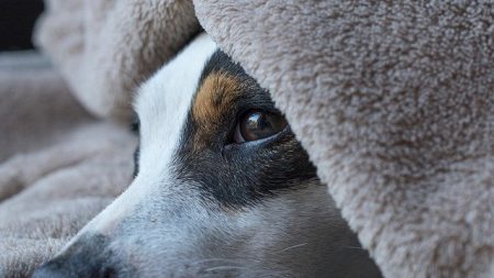 Une chienne sourde et maltraitée est adoptée par un couple de sourds au lieu d’être euthanasiée