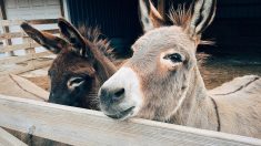 Lozère : un refuge sauve deux jeunes ânes de l’abattoir