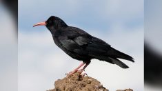 Un oiseau rare observé pour la dernière fois en 1878 dans le Cotentin a fait son retour