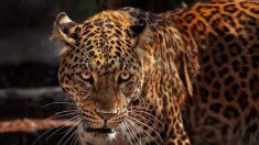 Nicaragua : deux bébés jaguars sauvés des mains de trafiquants grâce aux réseaux sociaux