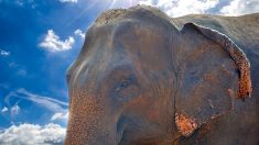 Gard : les habitants d’Euzet réfutent les accusations de maltraitance sur l’éléphante Dumba