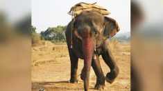 Un éléphant forcé de boire de alcool par ses propriétaires pour le garder sous contrôle est maintenant libre