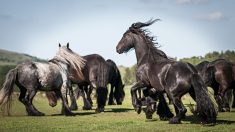 6 races de chevaux noirs d’une beauté spectaculaire pour inspirer votre sens du mystère et du romantisme
