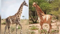 Des scientifiques africains découvrent deux girafes naines si petites qu’elles sont à peine plus grandes qu’un être humain