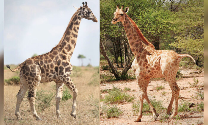 (Avec l'aimable autorisation de Michael Brown et Emma Wells / Giraffe Conservation Foundation)