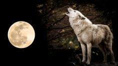 La pleine « lune du loup » illuminera le firmament le 28 janvier – voici ce que vous devez en savoir