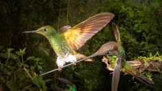 Un photographe saisit un moment unique dans une vie : un colibri rare se perche sur le bec d’un oiseau